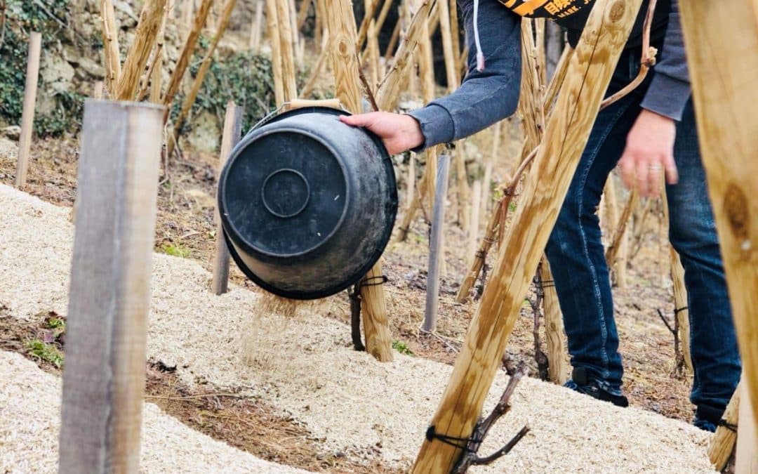 Mulching Vines in Condrieu